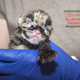 Illustration for article titled ZOMG BABY CLOUDED LEOPARDS!!! It Has Begun.